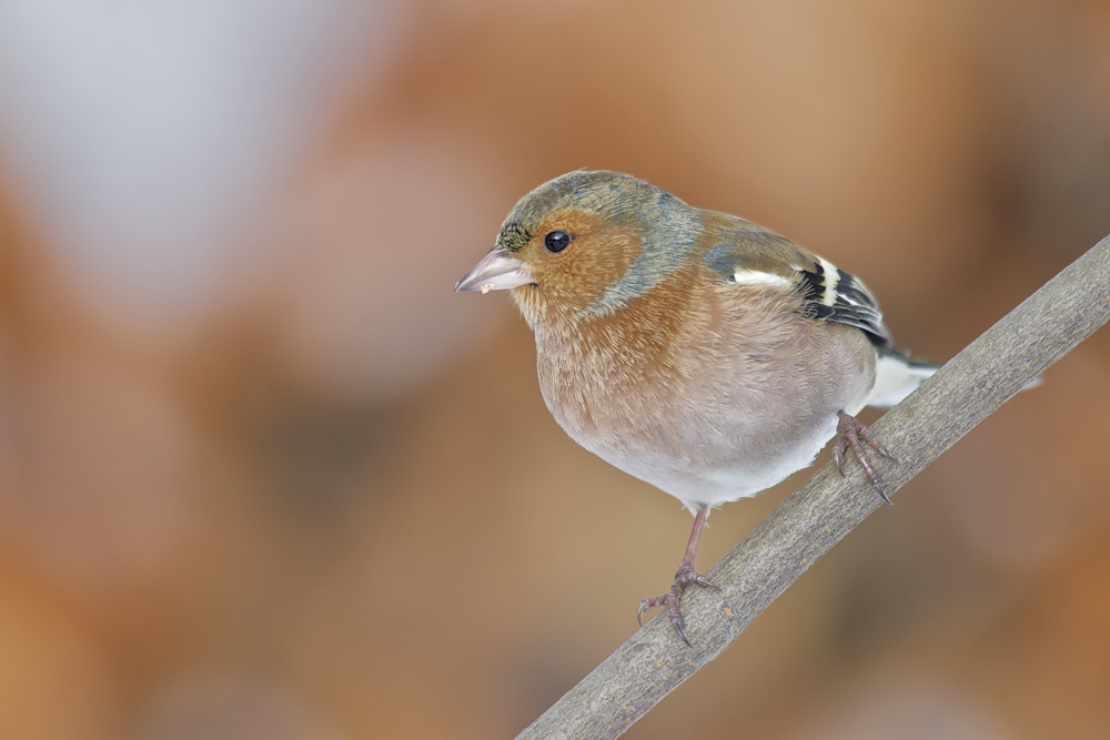 Buchfink (Fringilla coelebes) (2)