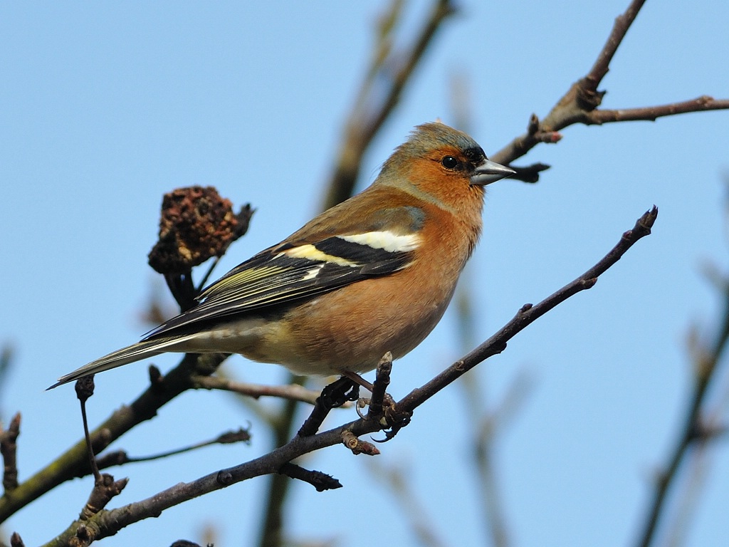 Buchfink