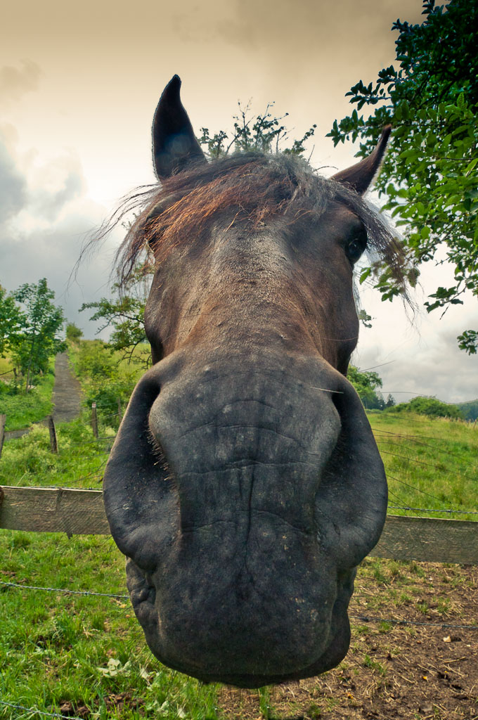 Buddy Long Face
