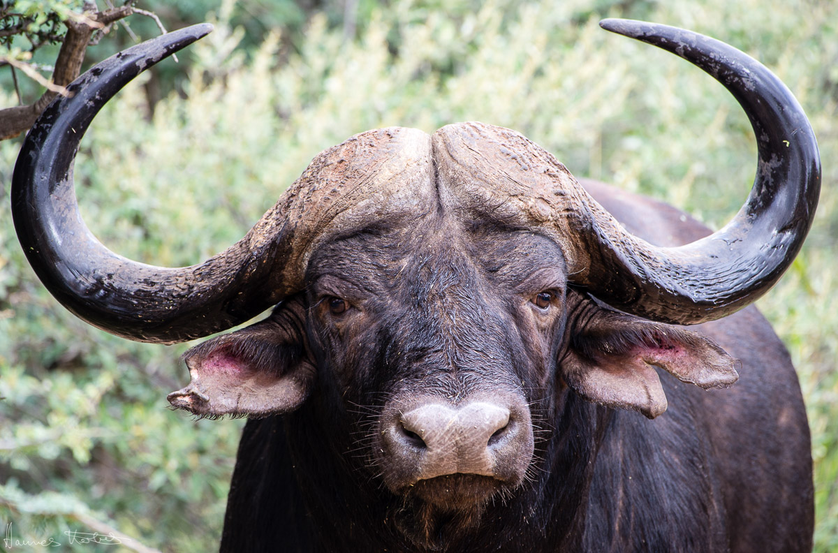 Buffalo, Pilanesberg, South Africa