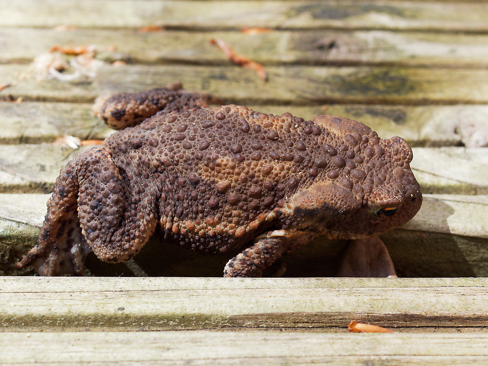 bufo bufo.jpg