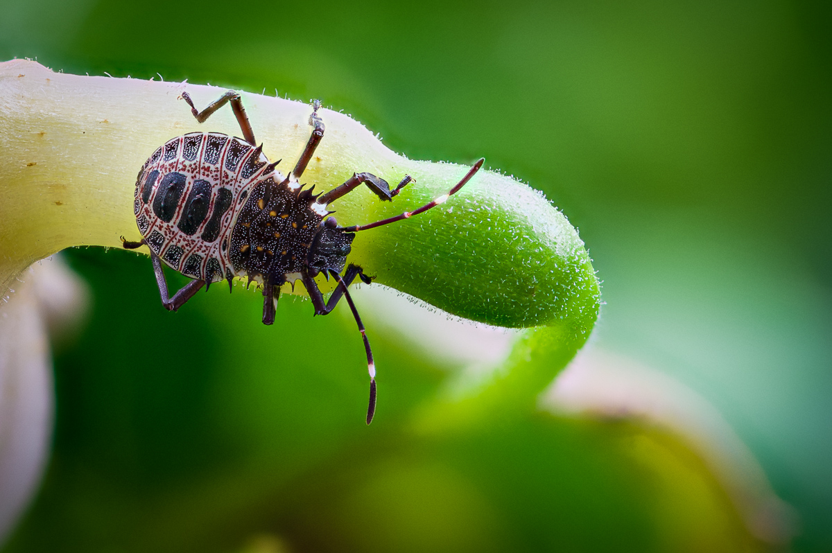 Bug retouched