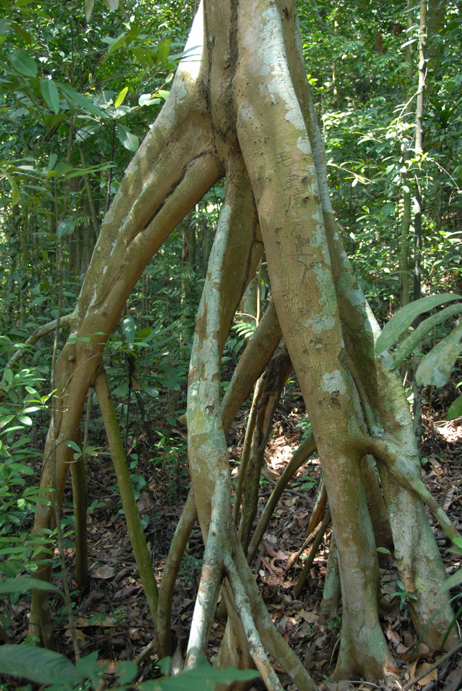 Bukit Timah.jpg