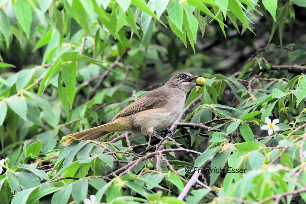 Bulbul ?