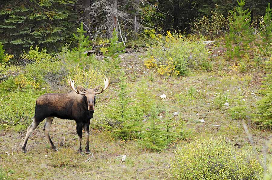 bull moose