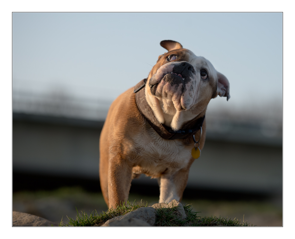 Bulldog 1