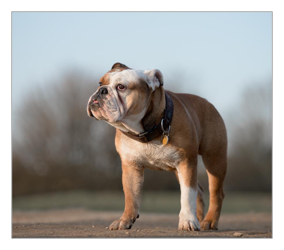 Bulldog 2