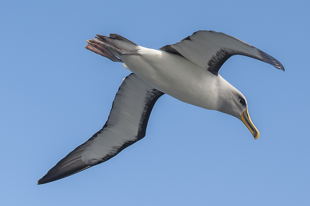 Buller Albatros