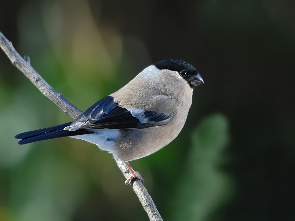 bullfinch1432 hf