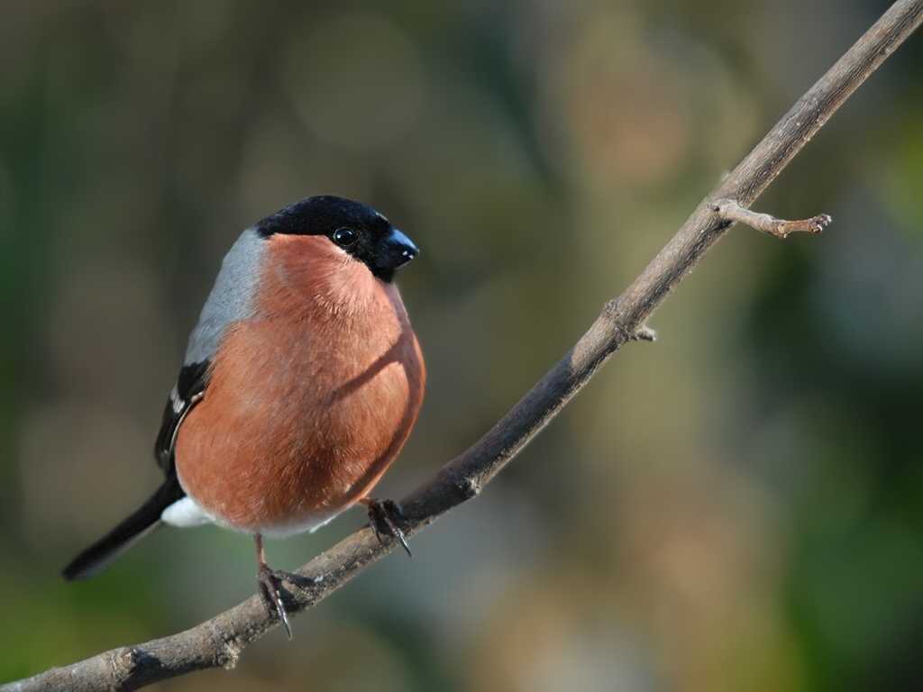 bullfinch1439 hf