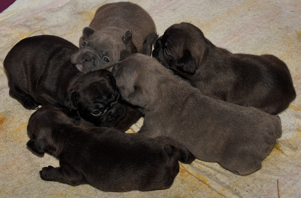 bullys01 01