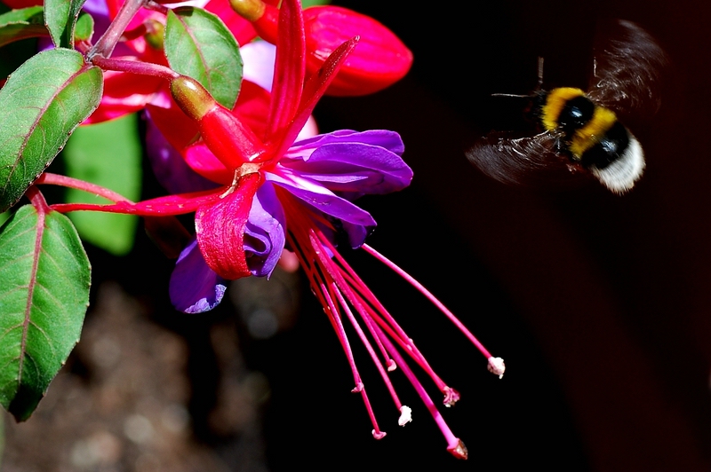bunt 03