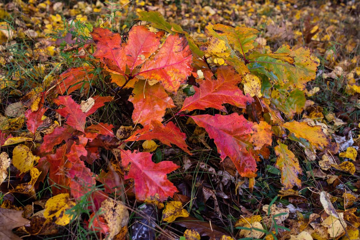 Bunte Herbstfarben.jpg