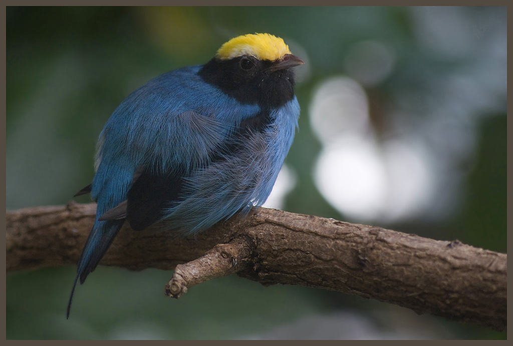 bunter Vogel aus dem Wuppertaler Zoo
