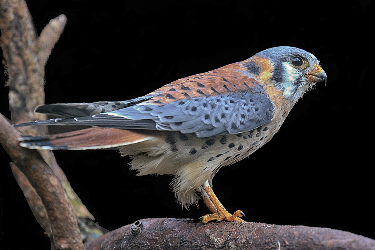 buntfalke 1200