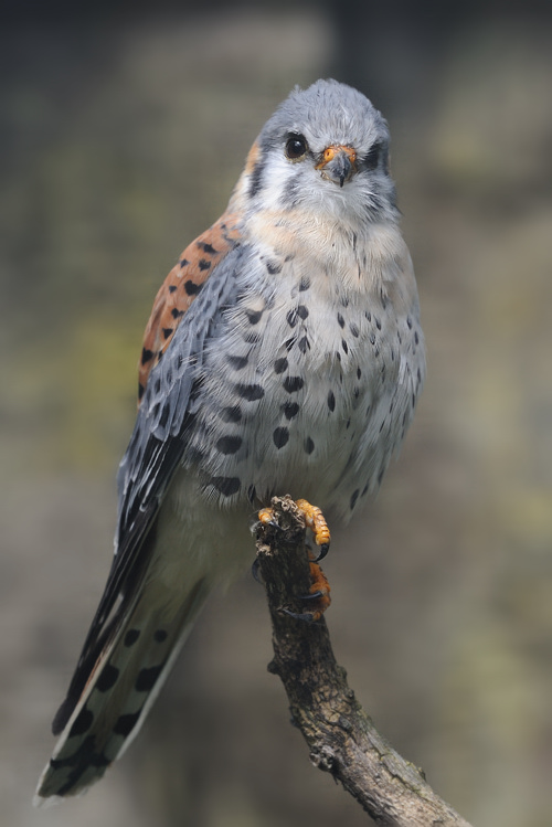 Buntfalke - Zoo Berlin