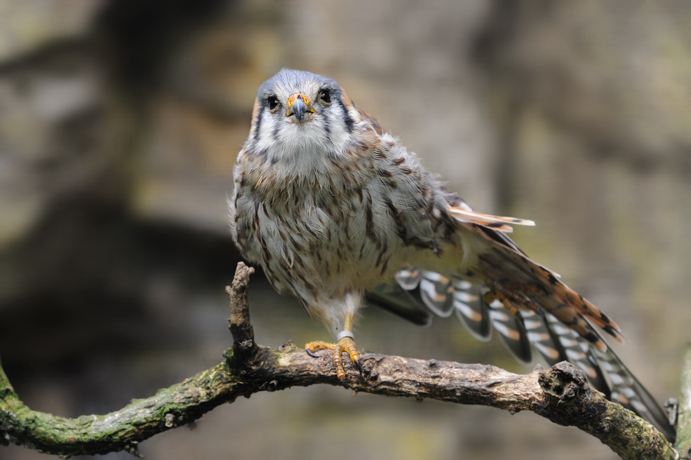 Buntfalke
Zoo Berlin