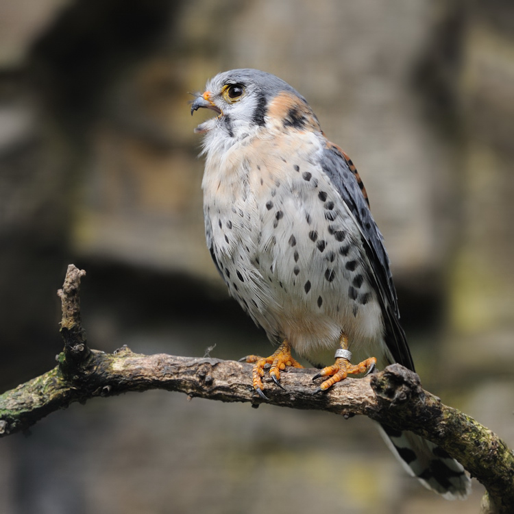 Buntfalke
Zoo Berlin
