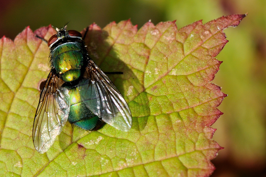 Buntfliege