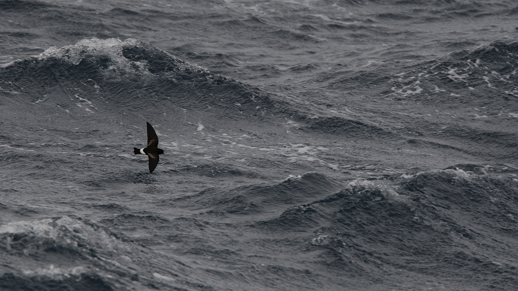 Buntfuß-Sturmschwalbe (Wilson's Storm Petrel)
5801