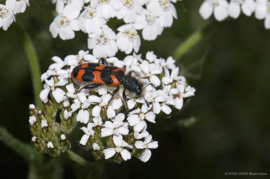Buntkäfer (Trichodes alvearius)