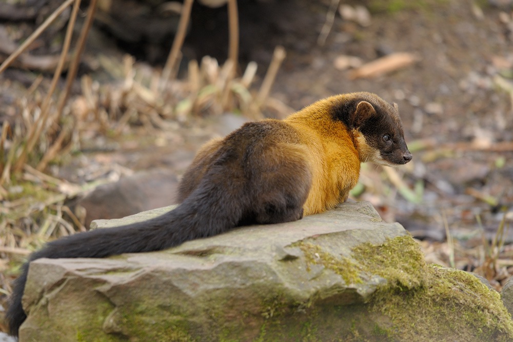 Buntmarder
Tiergarten Nürnberg