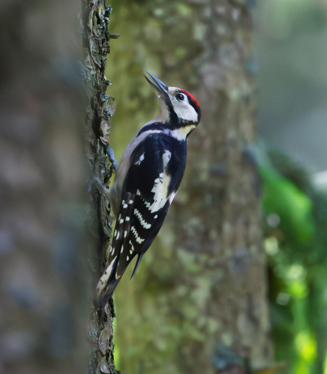 Buntspecht im Wald.jpg
