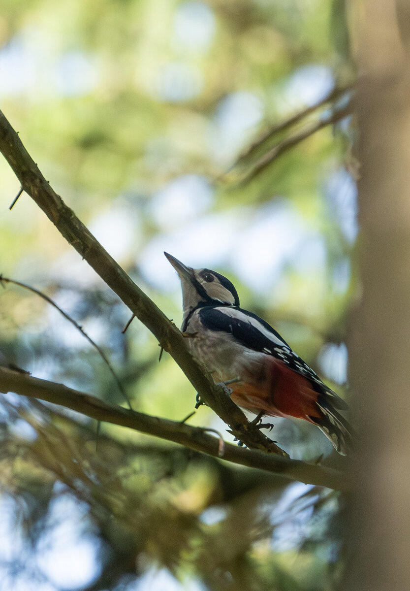 Buntspecht im Wald.jpg