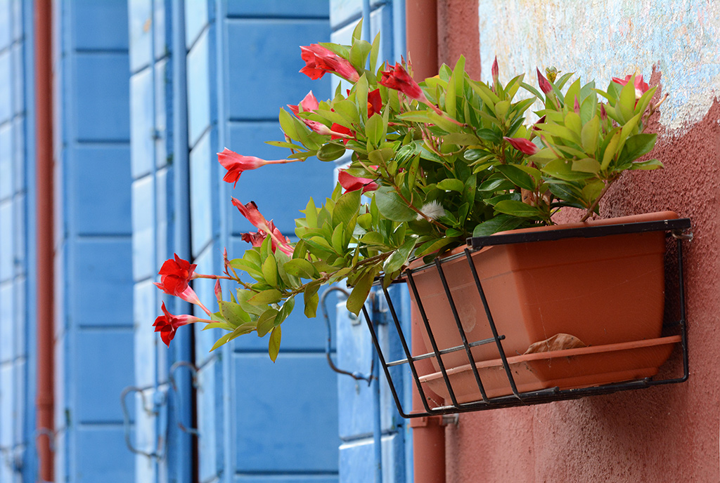 Burano III