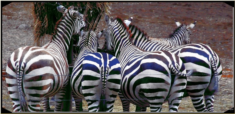 Burgers Zoo Arnhem