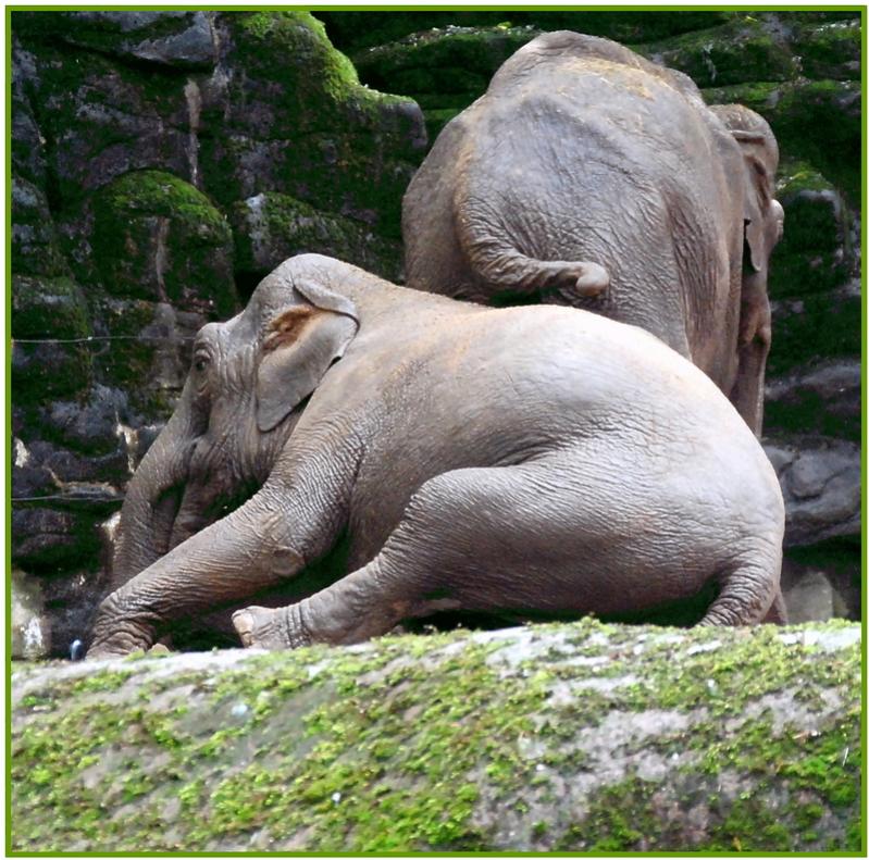 Burgers Zoo Arnhem