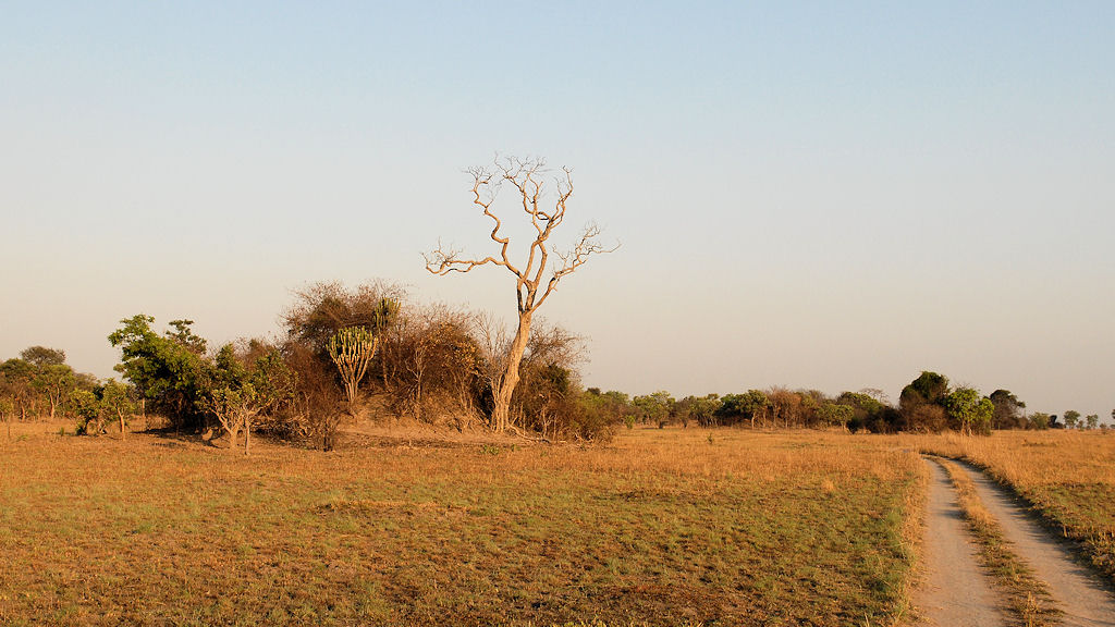 Busanga Plains im Kafue Nationalpark
2649
