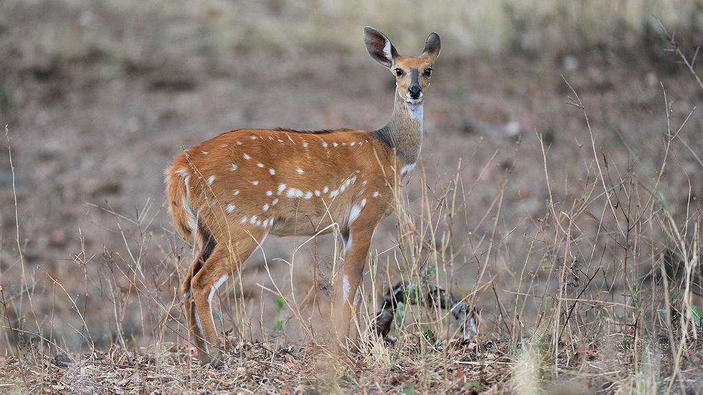 Buschbock (Weibchen)
nähe Nkwali Camp, South Luangwa
6261