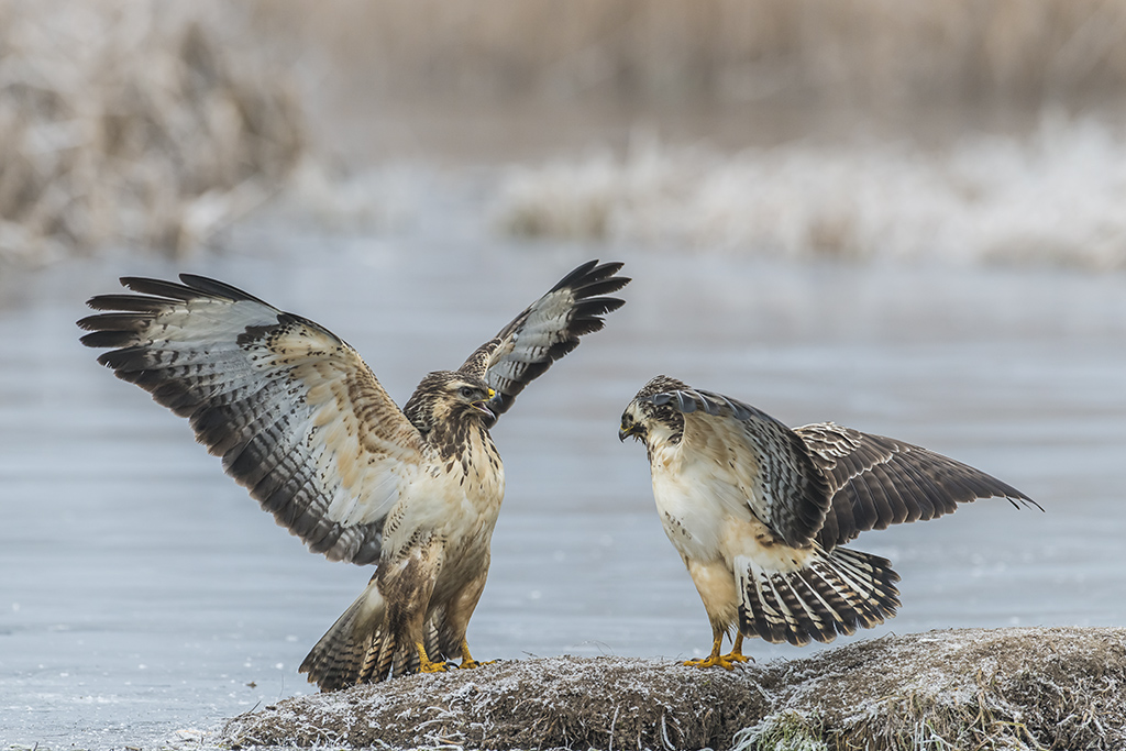 bussard 02