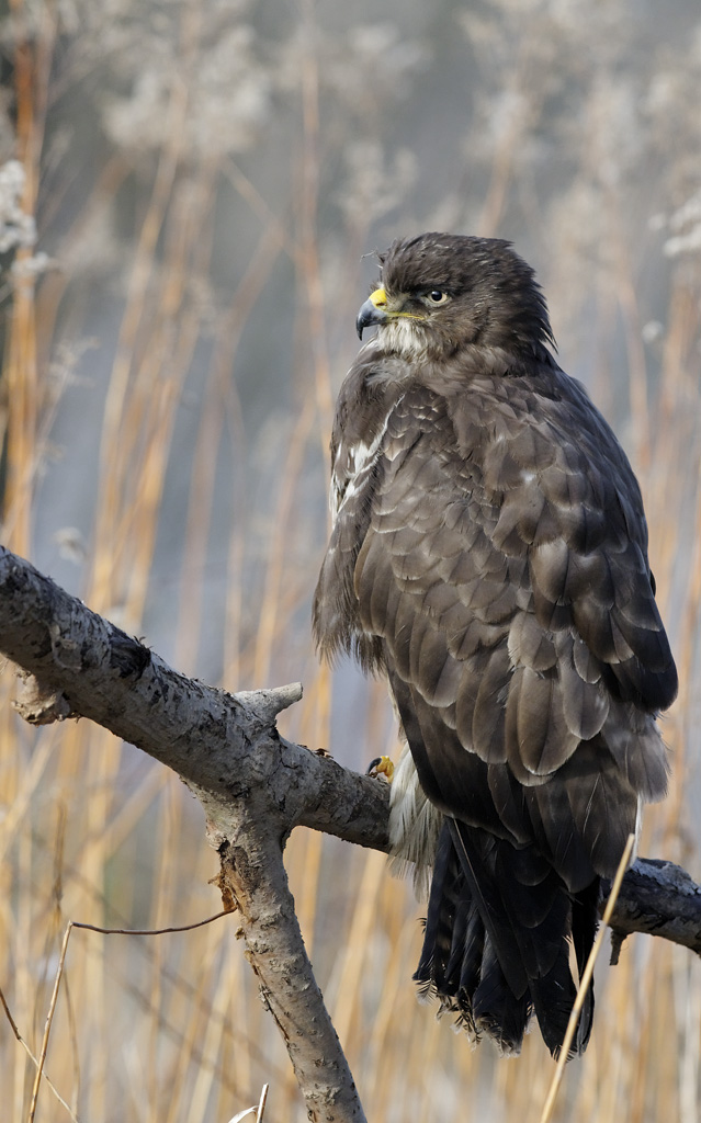 bussard 03