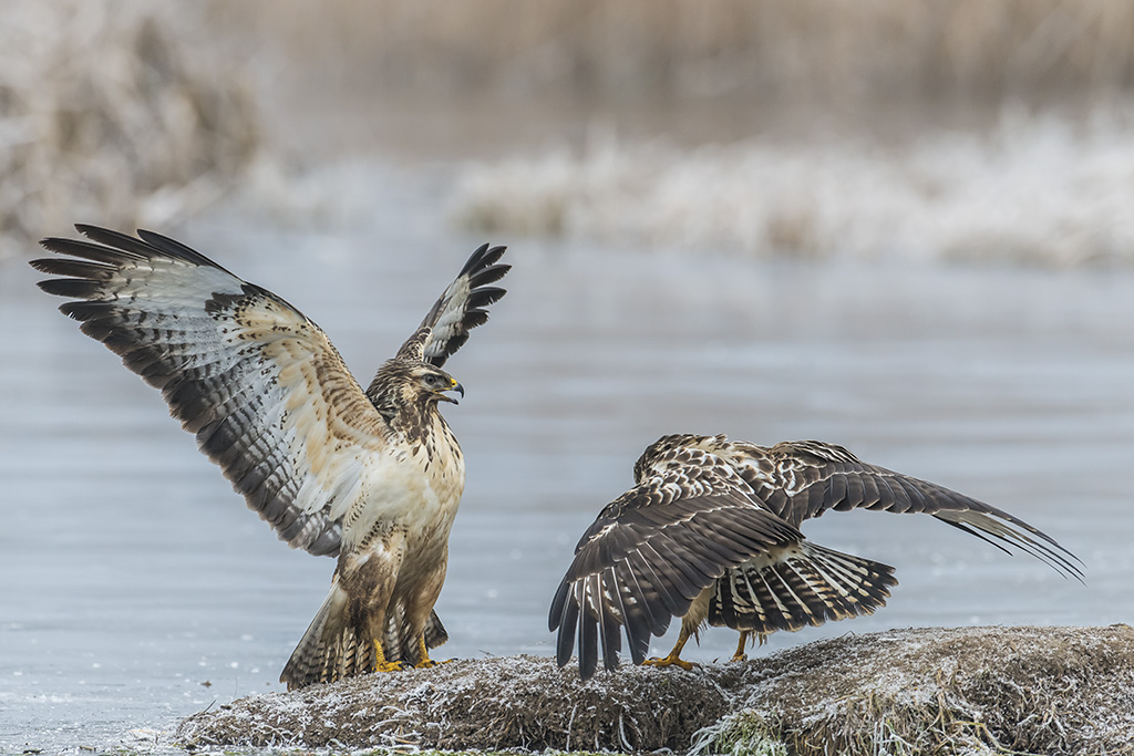 bussard 03