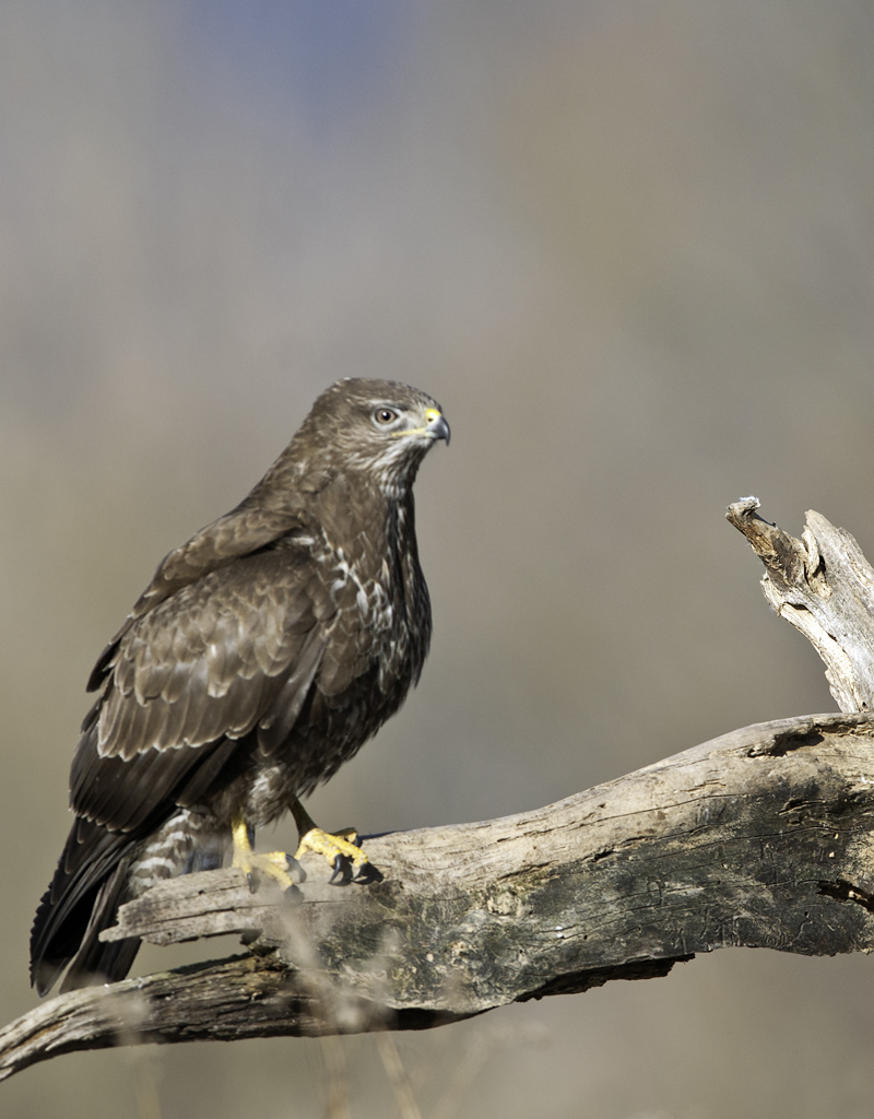 bussard 04