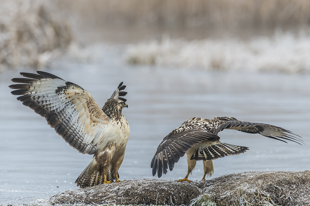 bussard 04