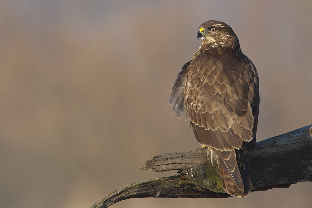 bussard 05