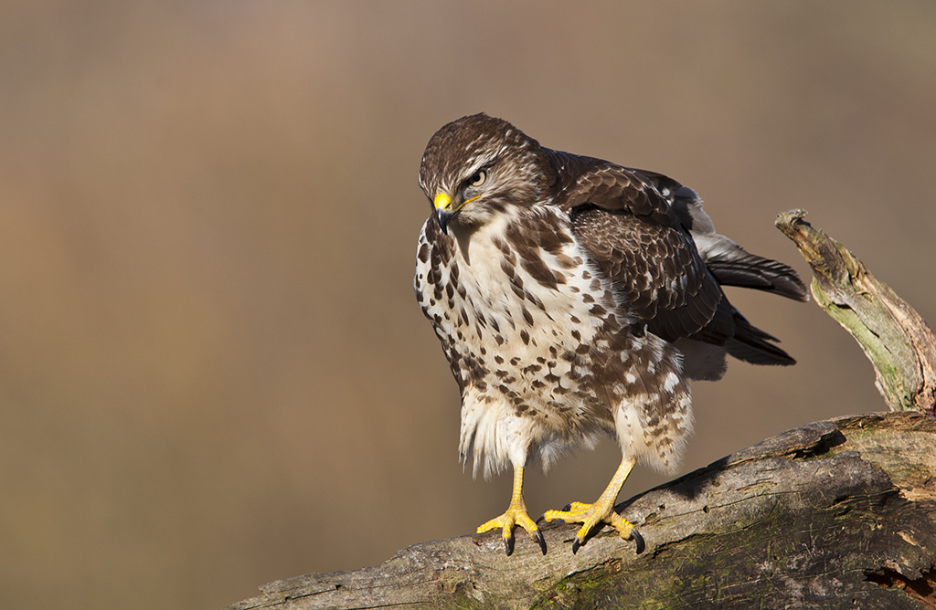 bussard 06