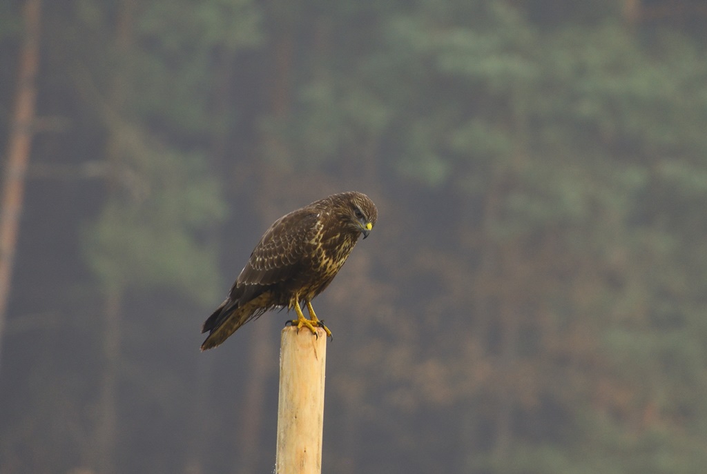 Bussard 06
