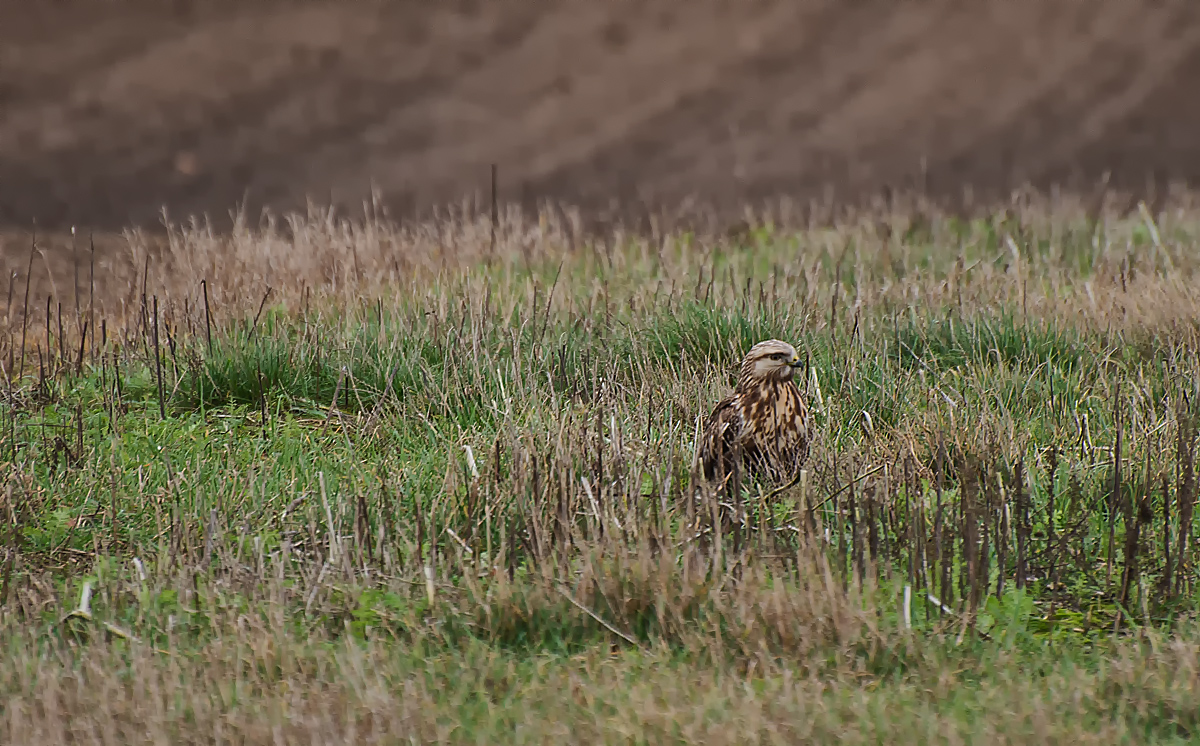 Bussard 1