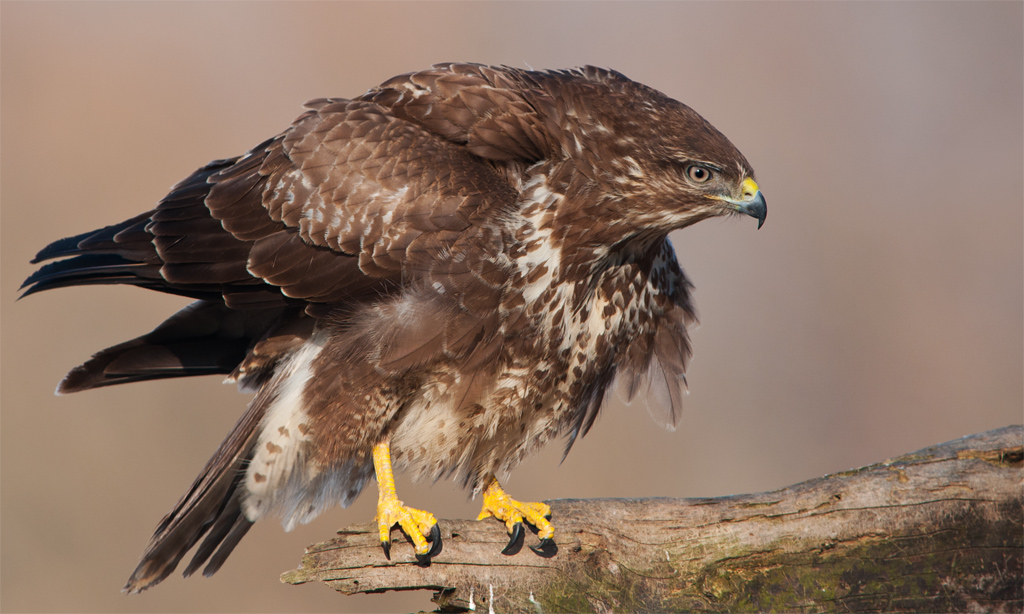 bussard 12