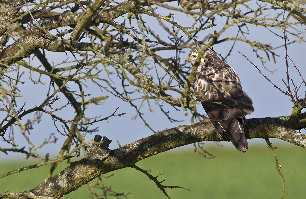 bussard 2012 1