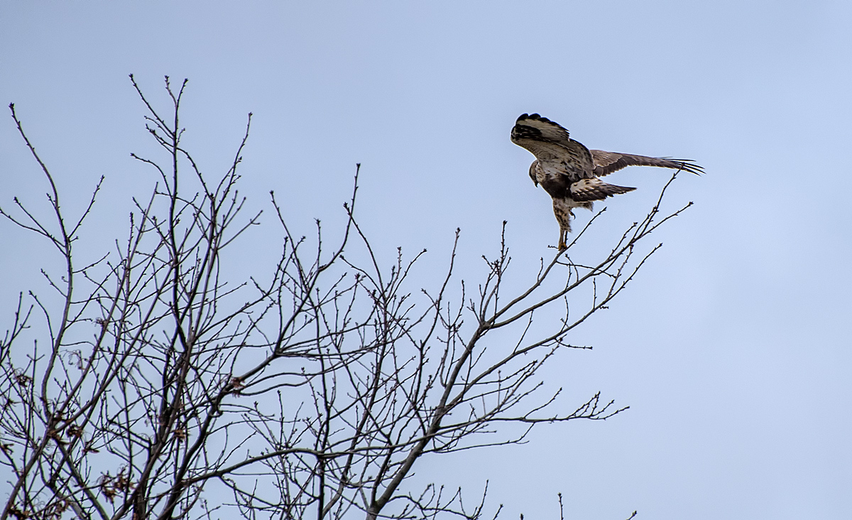 Bussard 3