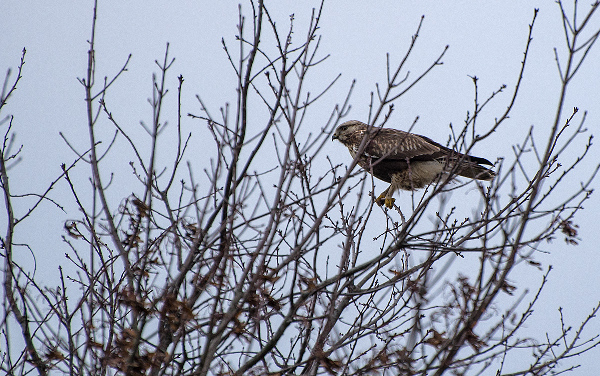 Bussard 5