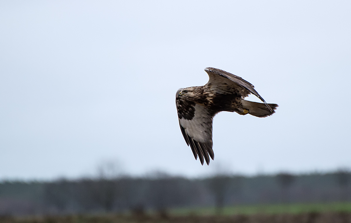 Bussard 6