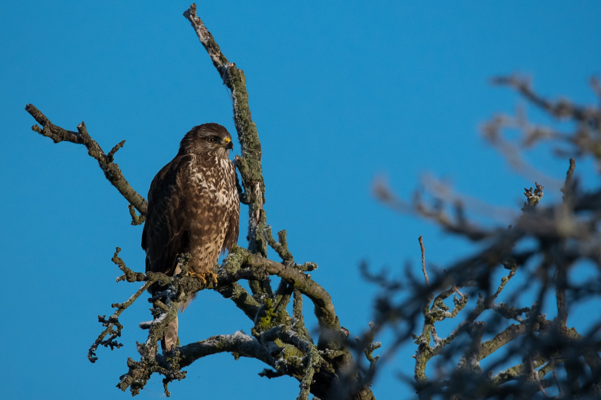 Bussard, BS