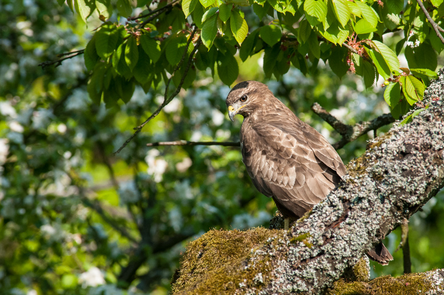 Bussard DSC 7065 SC
