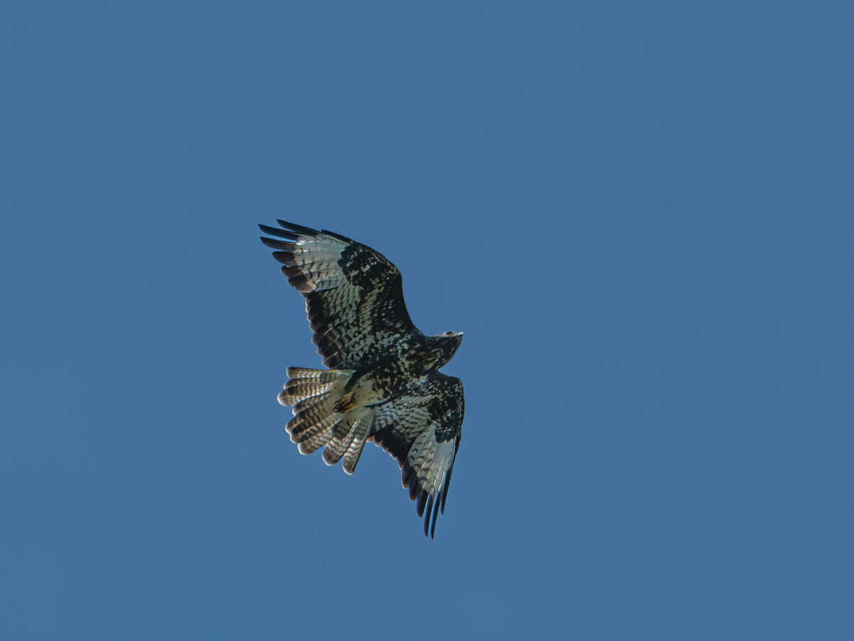 Bussard Flugbild.jpg